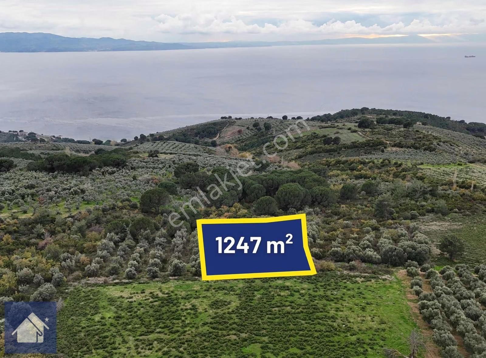 *yiğit Emlak Armutlu'dan*fıstıklı'da*1247 M2 Zeytinlik - Görsel 8