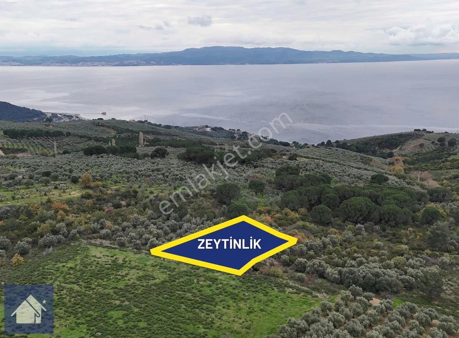 *yiğit Emlak Armutlu'dan*fıstıklı'da*1247 M2 Zeytinlik - Görsel 5