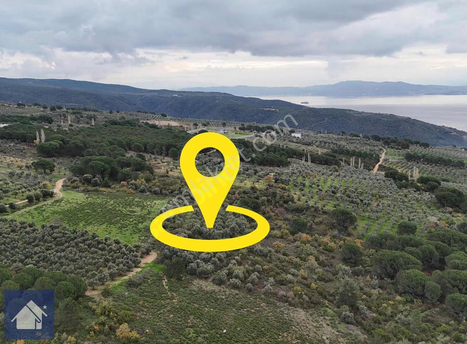 *yiğit Emlak Armutlu'dan*fıstıklı'da*1247 M2 Zeytinlik - Görsel 11