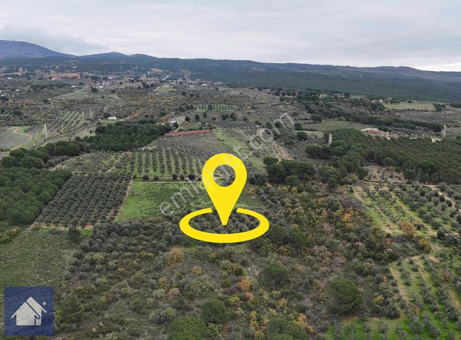 *yiğit Emlak Armutlu'dan*fıstıklı'da*1247 M2 Zeytinlik - Görsel 13