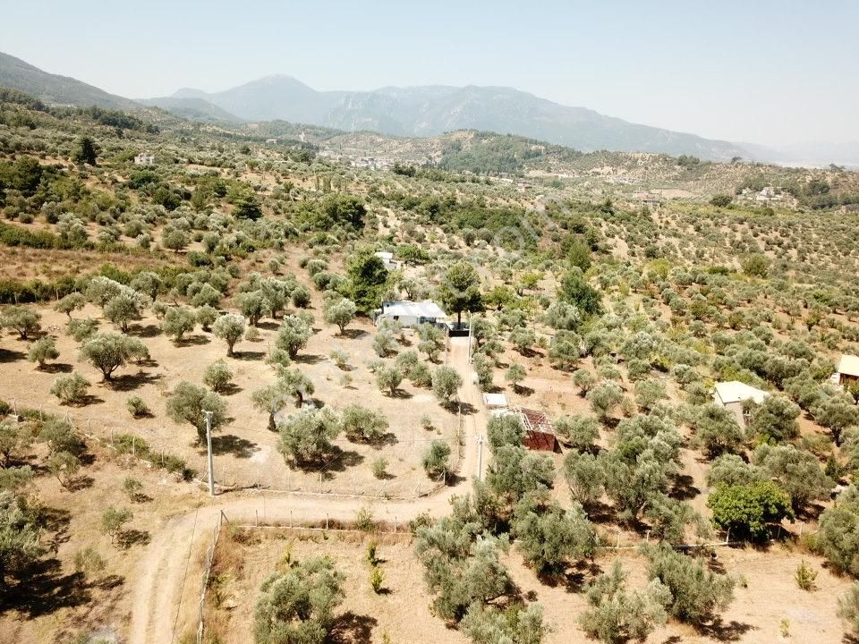 Kemalpaşa Aşağıkızılca Villalar Bölgesi 10 Dönüm Fırsat Zeytinli - Görsel 20