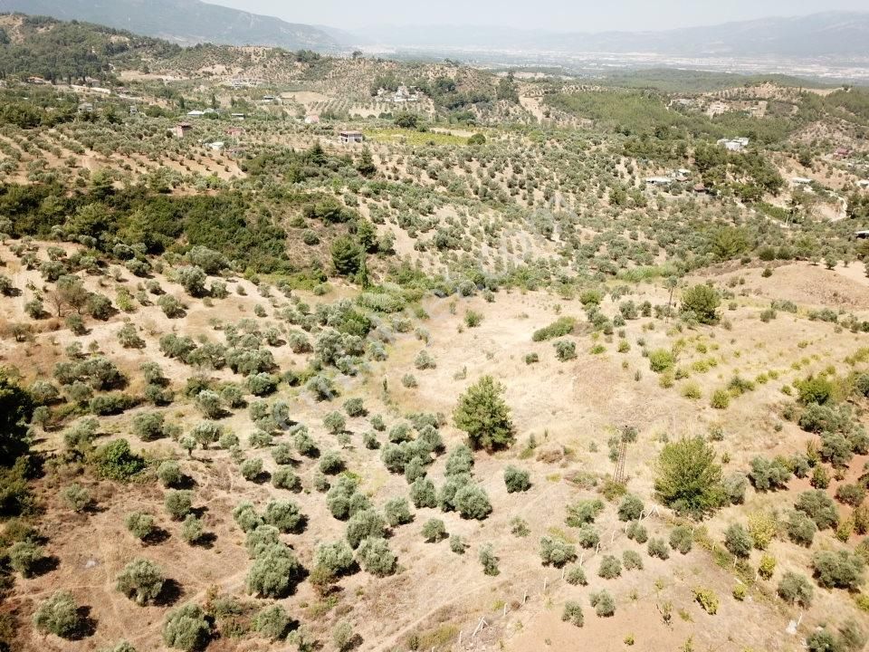 Kemalpaşa Aşağıkızılca Villalar Bölgesi 10 Dönüm Fırsat Zeytinli - Görsel 9