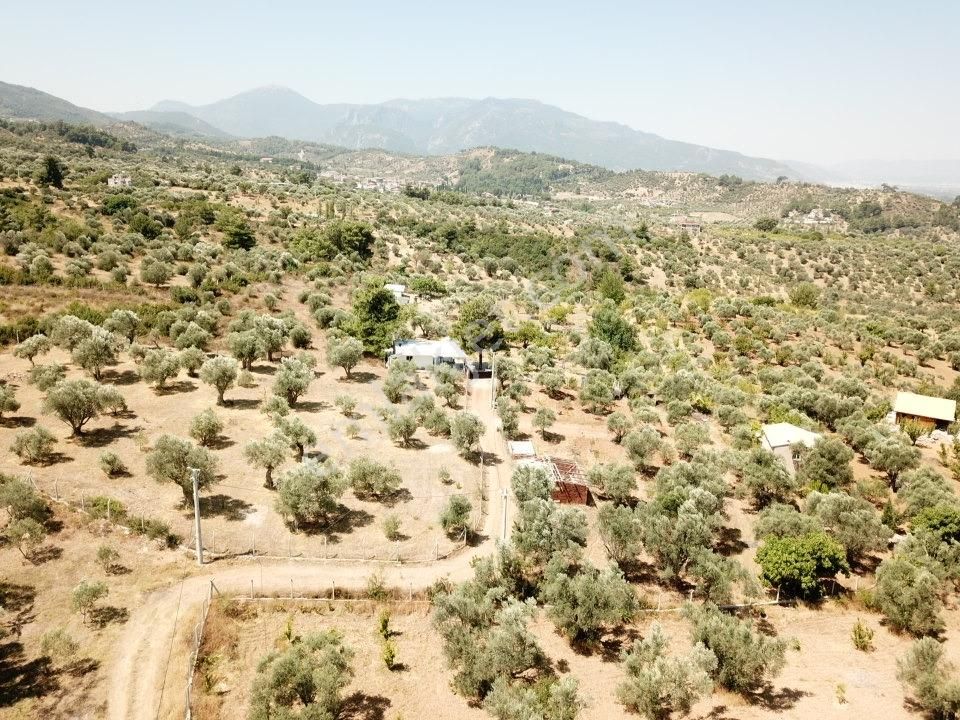 Kemalpaşa Aşağıkızılca Villalar Bölgesi 10 Dönüm Fırsat Zeytinli - Görsel 10