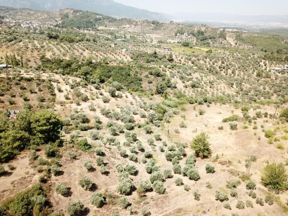 Kemalpaşa Aşağıkızılca Villalar Bölgesi 10 Dönüm Fırsat Zeytinli - Görsel 19