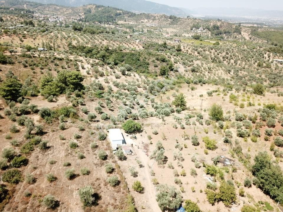 Kemalpaşa Aşağıkızılca Villalar Bölgesi 10 Dönüm Fırsat Zeytinli - Görsel 14