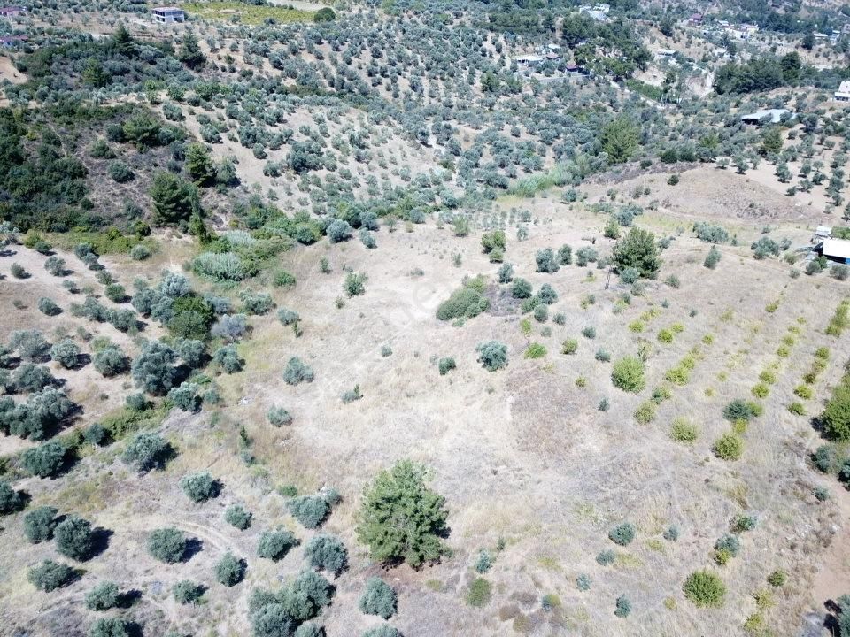 Kemalpaşa Aşağıkızılca Villalar Bölgesi 10 Dönüm Fırsat Zeytinli - Görsel 26