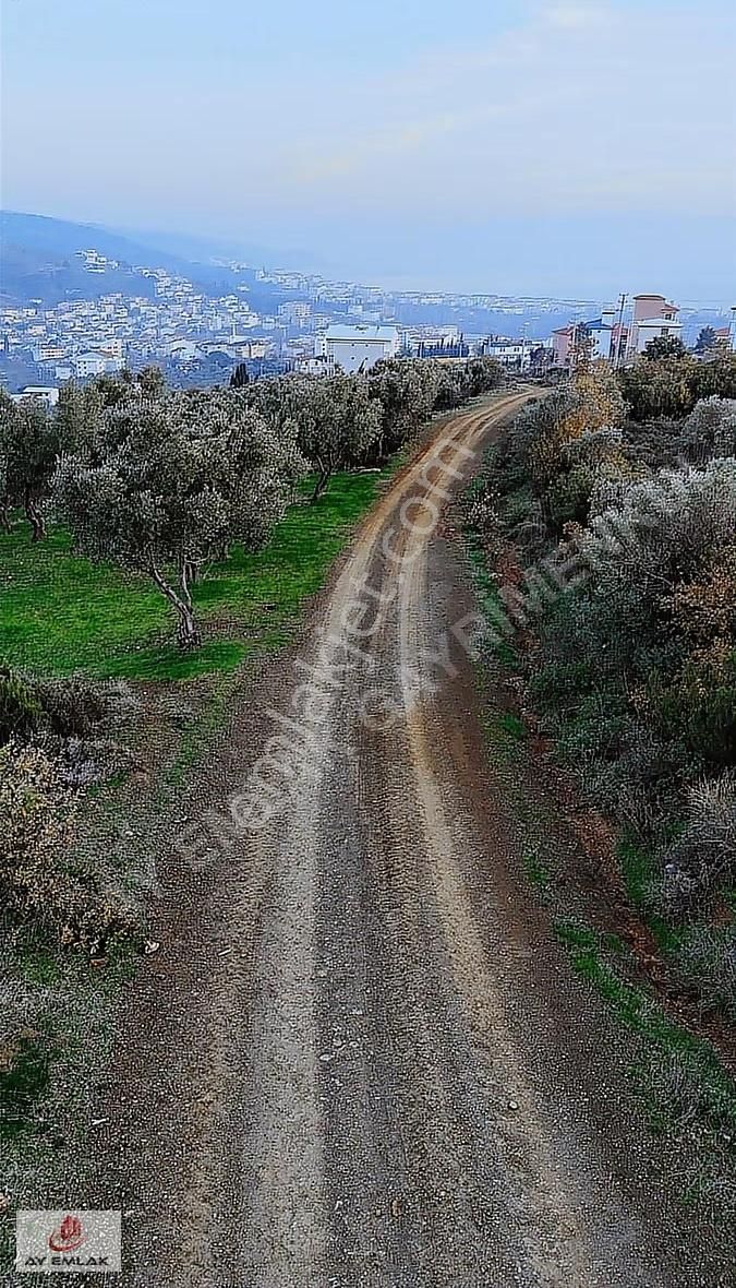 Ay Emlak'tan Konut İmar Sınırına 30 Metre Mesafede Zeytinlik - Görsel 16