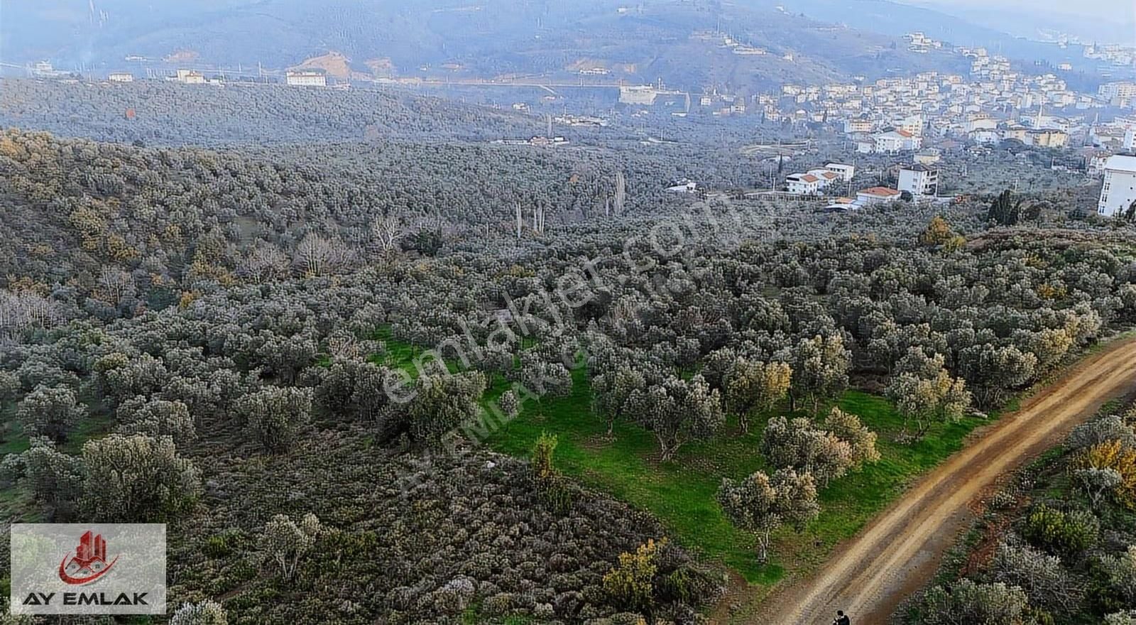 Ay Emlak'tan Konut İmar Sınırına 30 Metre Mesafede Zeytinlik - Görsel 6
