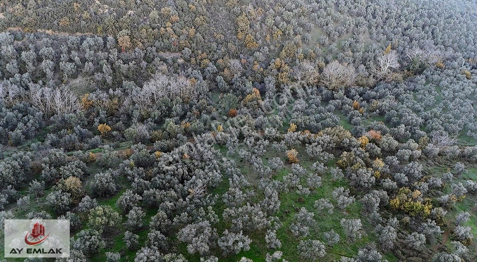 Ay Emlak'tan Konut İmar Sınırına 30 Metre Mesafede Zeytinlik - Görsel 5