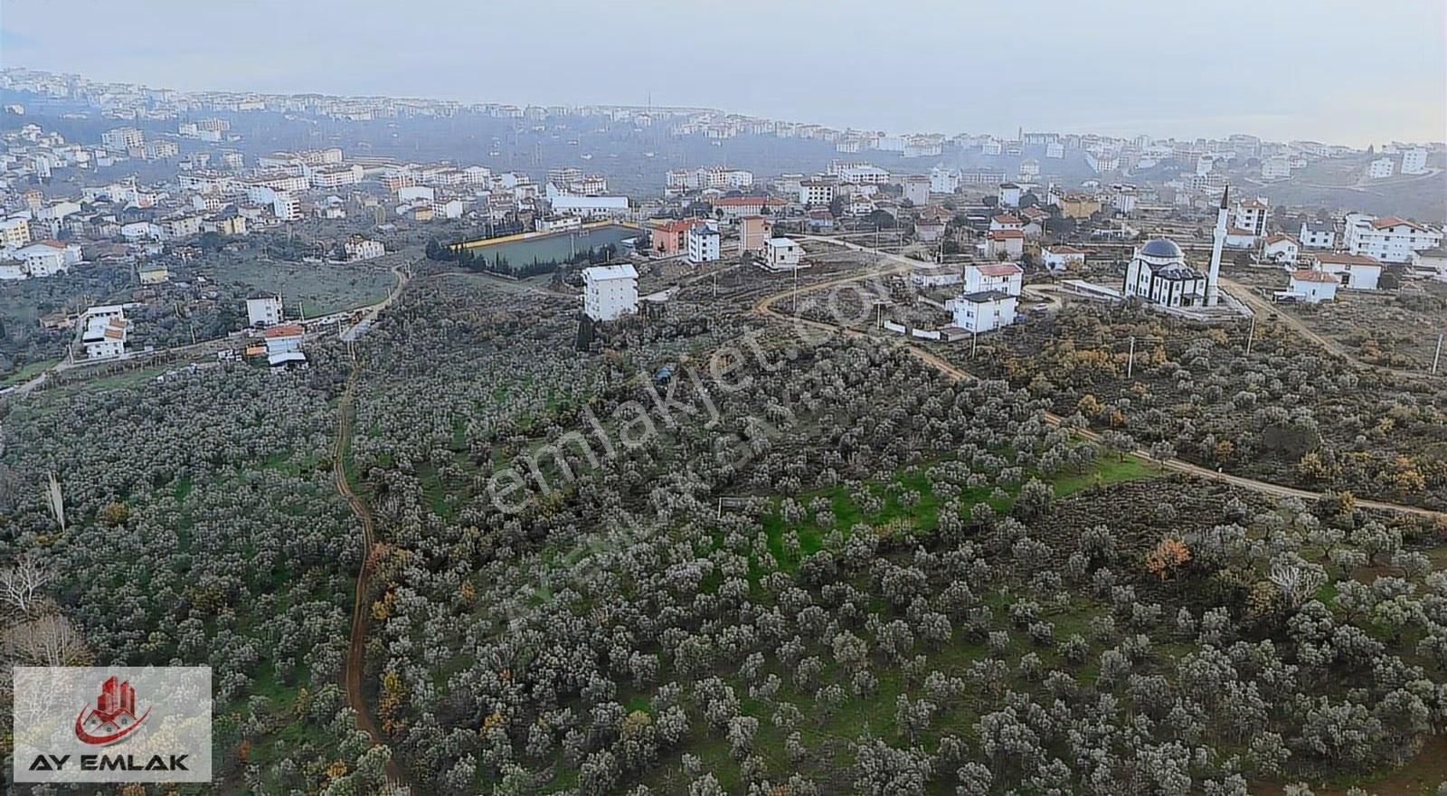 Ay Emlak'tan Konut İmar Sınırına 30 Metre Mesafede Zeytinlik - Görsel 2