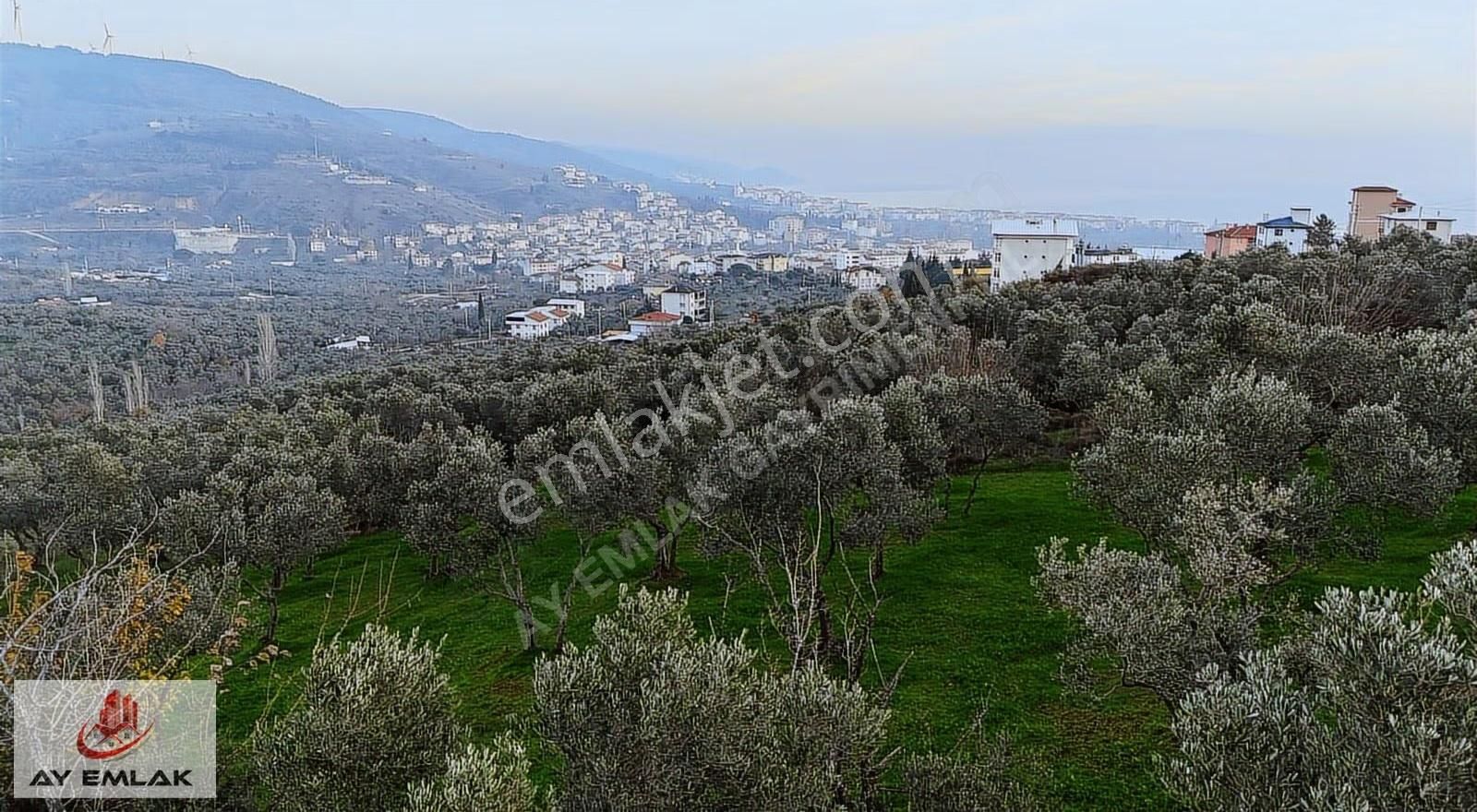 Ay Emlak'tan Konut İmar Sınırına 30 Metre Mesafede Zeytinlik - Görsel 7