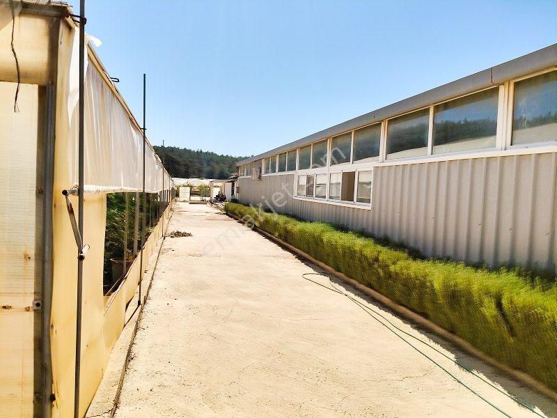 10 Dönüm Bakımlı Dolu Şahane Çiftlik - Görsel 10