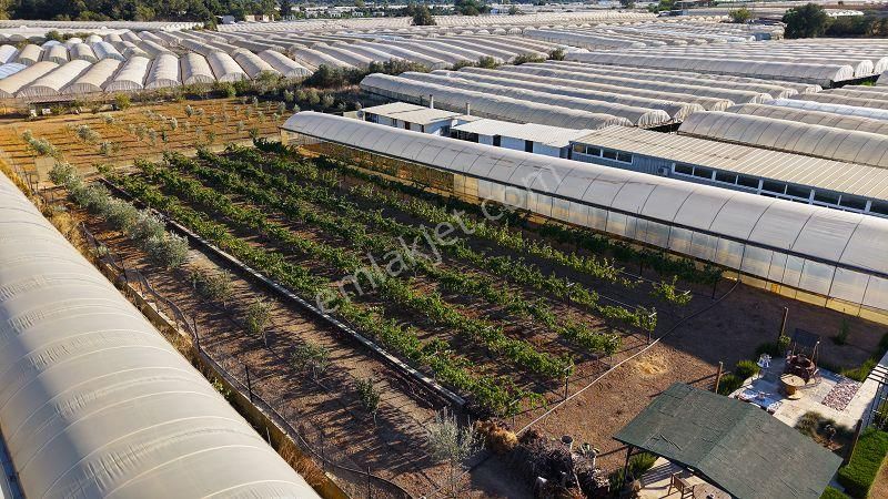 10 Dönüm Bakımlı Dolu Şahane Çiftlik - Görsel 21