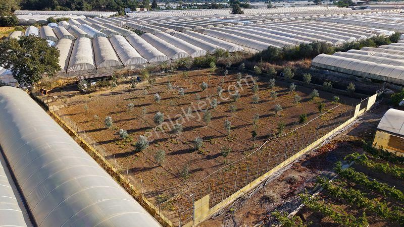 10 Dönüm Bakımlı Dolu Şahane Çiftlik - Görsel 18