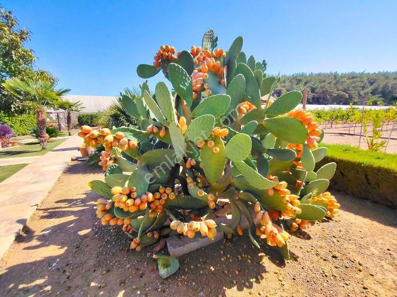 10 Dönüm Bakımlı Dolu Şahane Çiftlik - Görsel 20