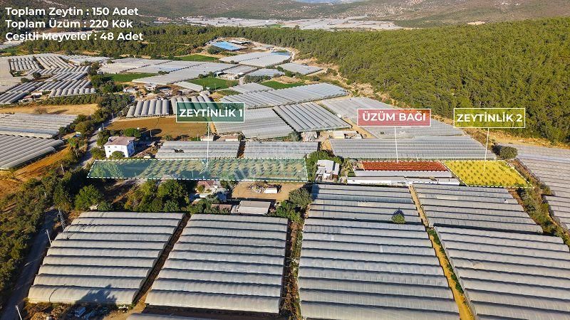 10 Dönüm Bakımlı Dolu Şahane Çiftlik - Görsel 2