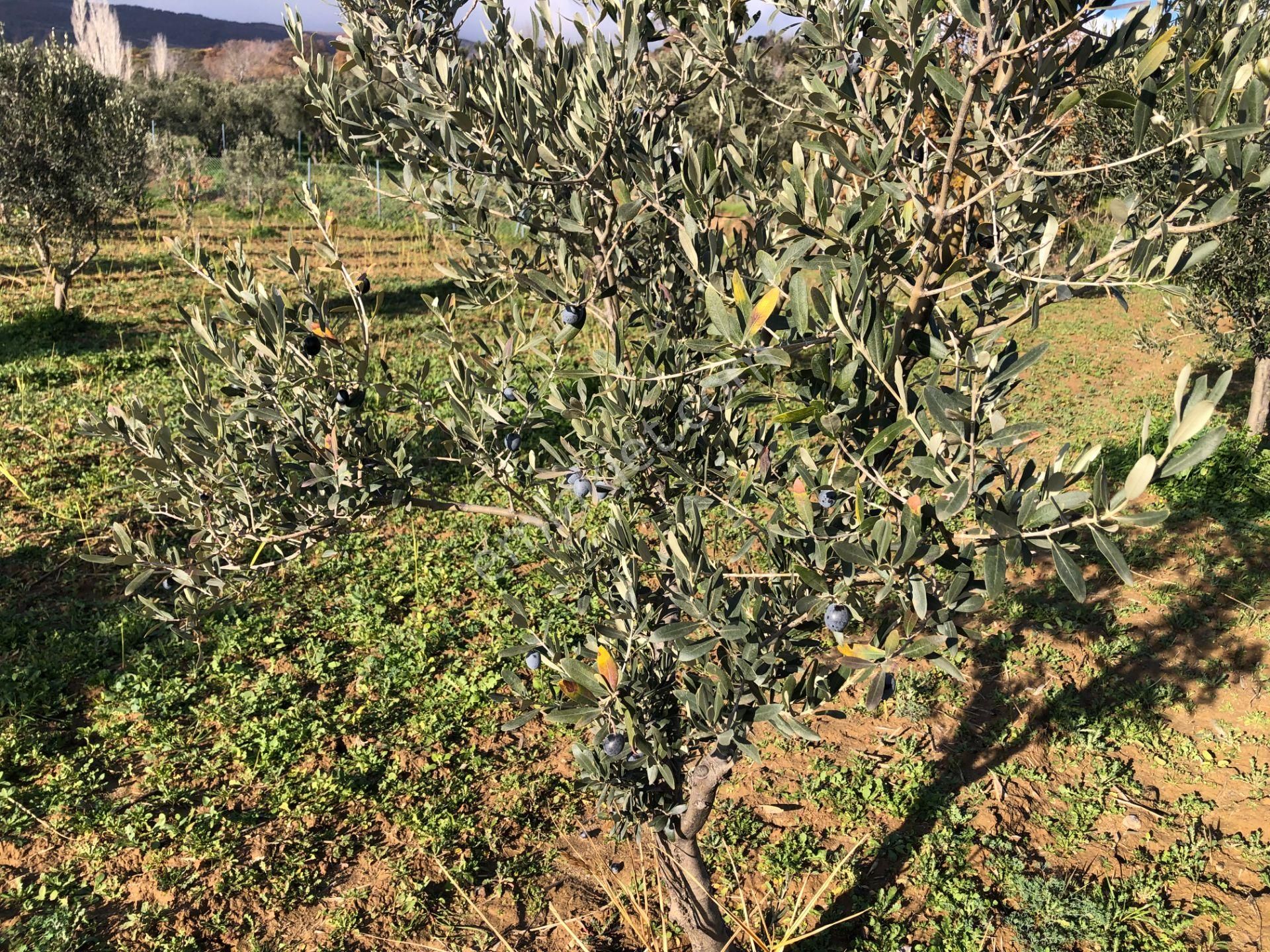 Şarköyde Işık Emlakta Güzelköy Mah De 1475 M2 Zeytinlik - Görsel 14