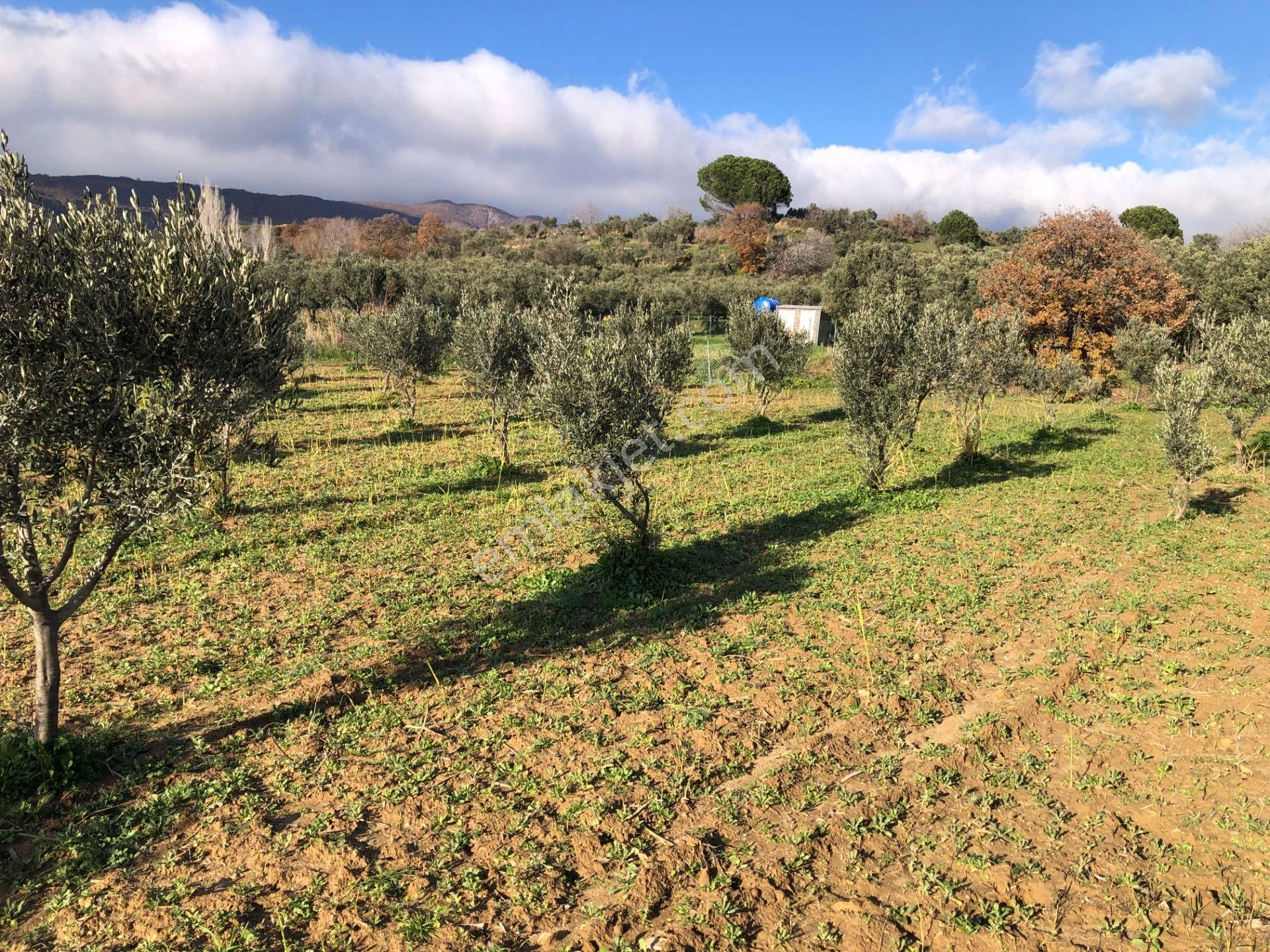 Şarköyde Işık Emlakta Güzelköy Mah De 1475 M2 Zeytinlik - Görsel 13