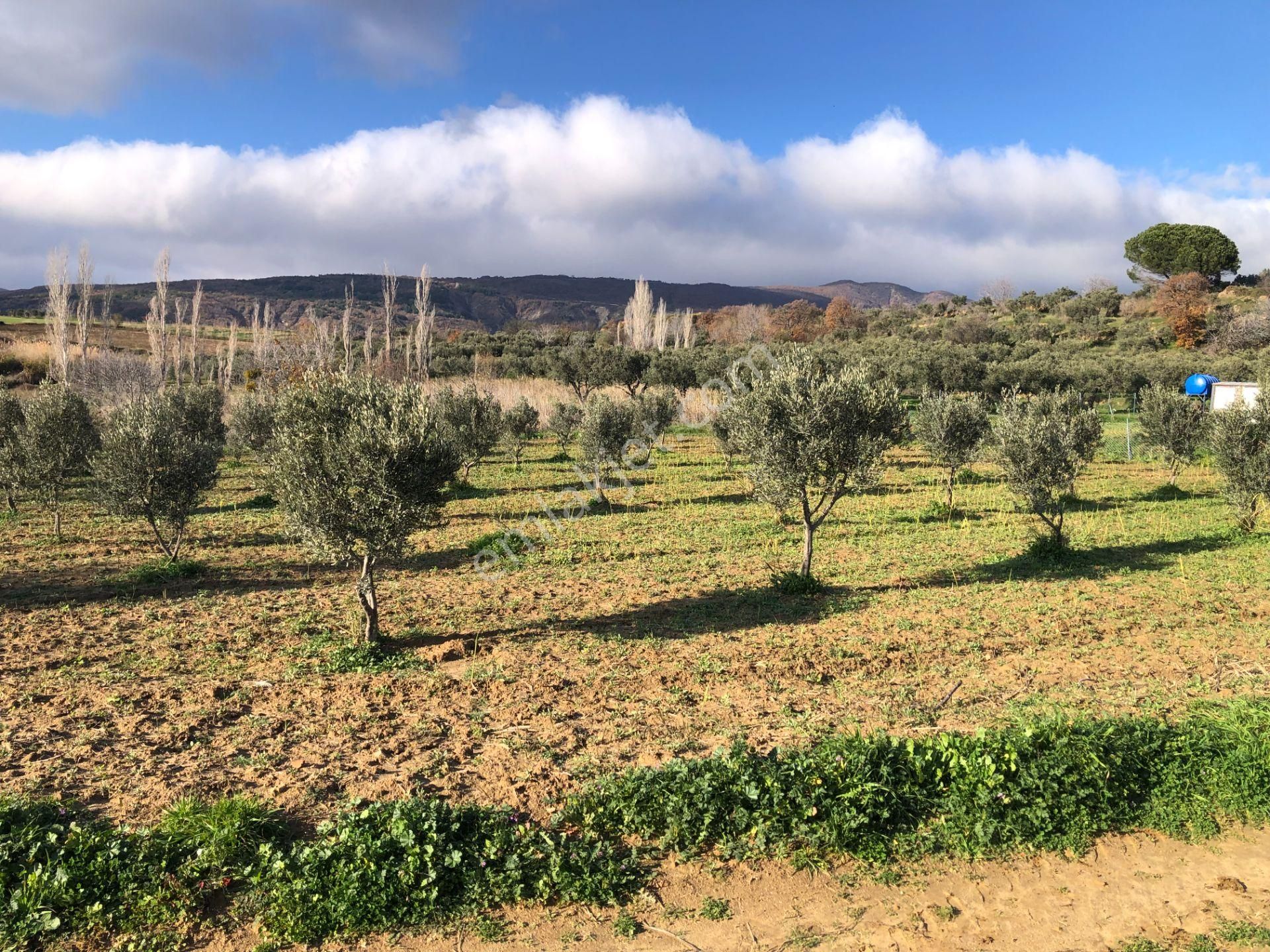 Şarköyde Işık Emlakta Güzelköy Mah De 1475 M2 Zeytinlik - Görsel 5