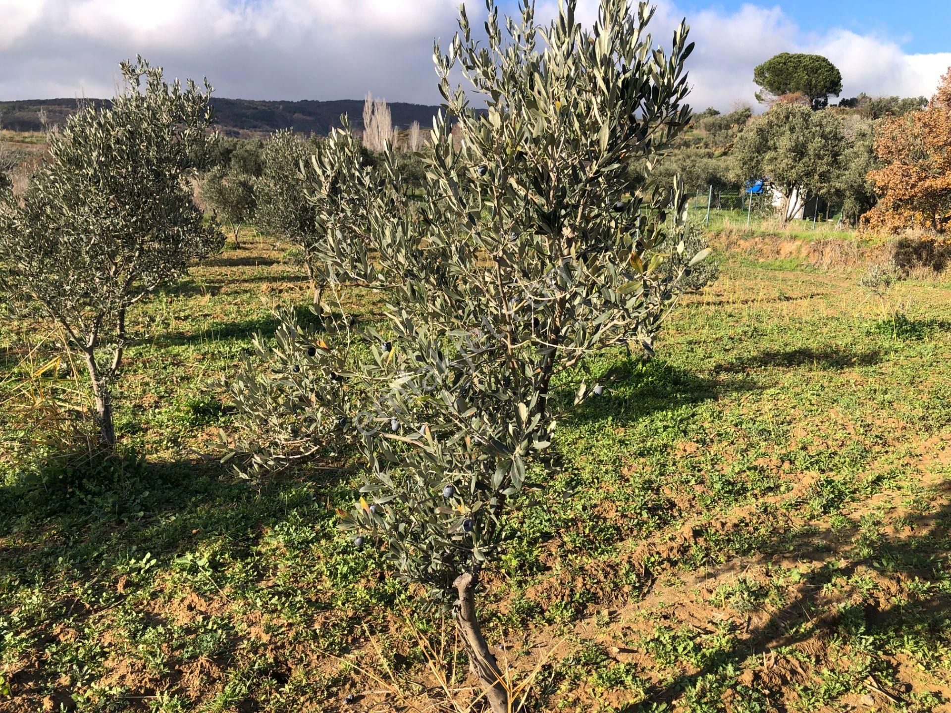 Şarköyde Işık Emlakta Güzelköy Mah De 1475 M2 Zeytinlik - Görsel 7