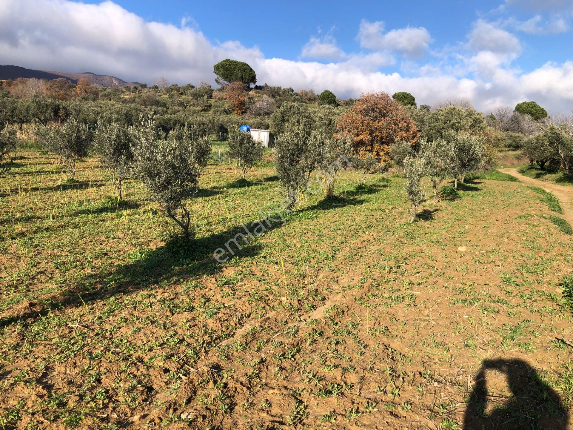 Şarköyde Işık Emlakta Güzelköy Mah De 1475 M2 Zeytinlik - Görsel 16