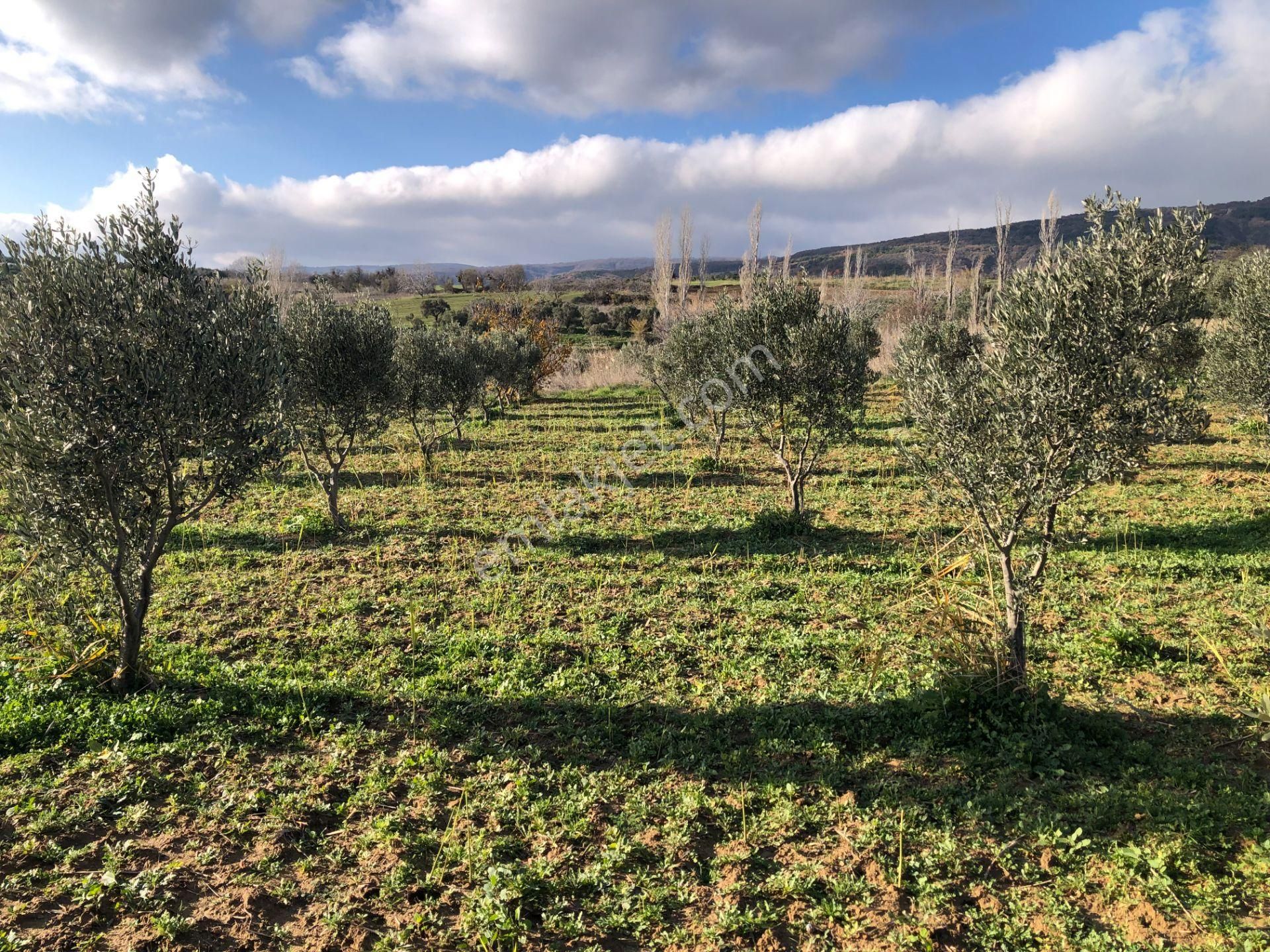 Şarköyde Işık Emlakta Güzelköy Mah De 1475 M2 Zeytinlik - Görsel 3