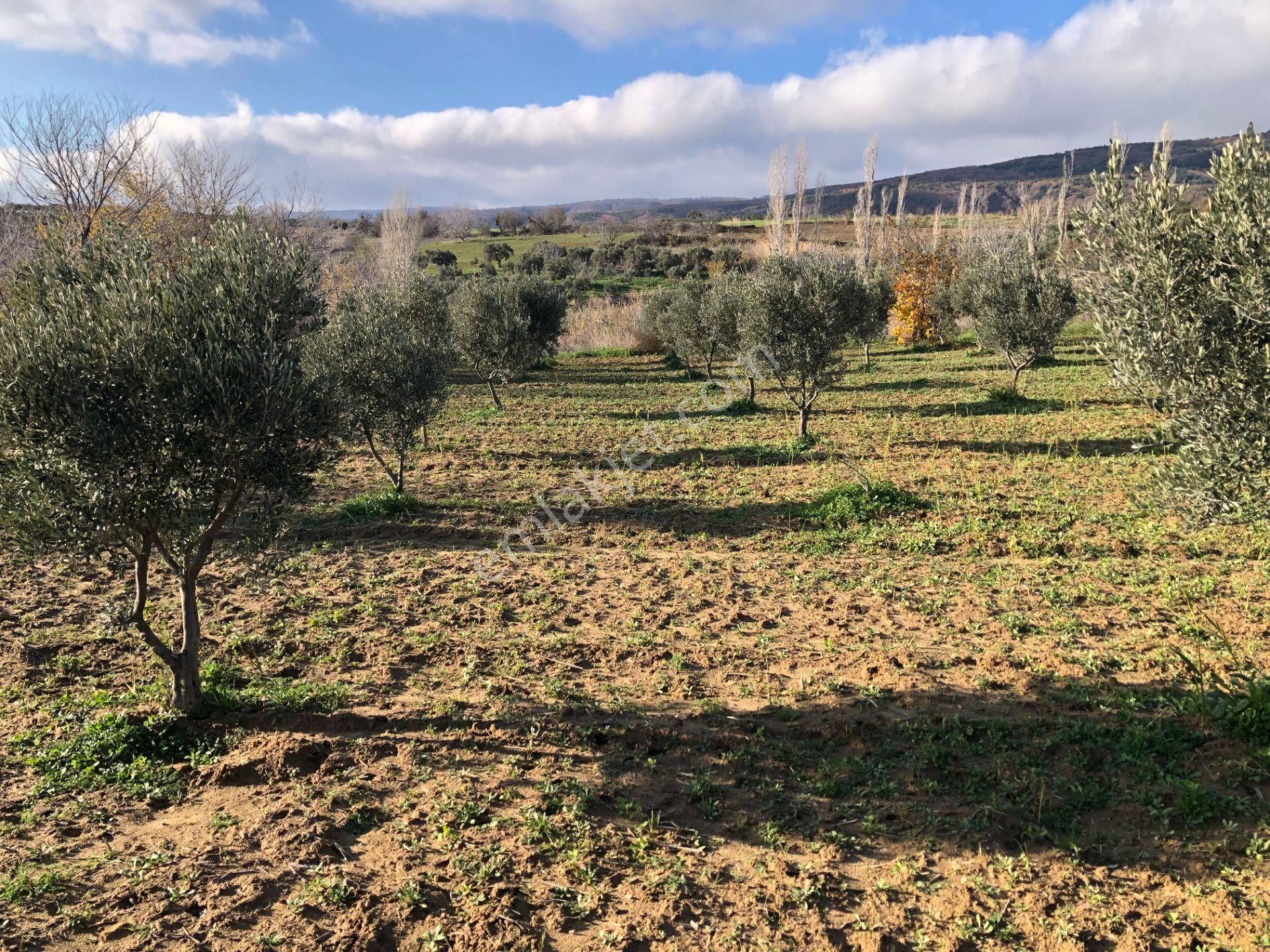 Şarköyde Işık Emlakta Güzelköy Mah De 1475 M2 Zeytinlik - Görsel 8