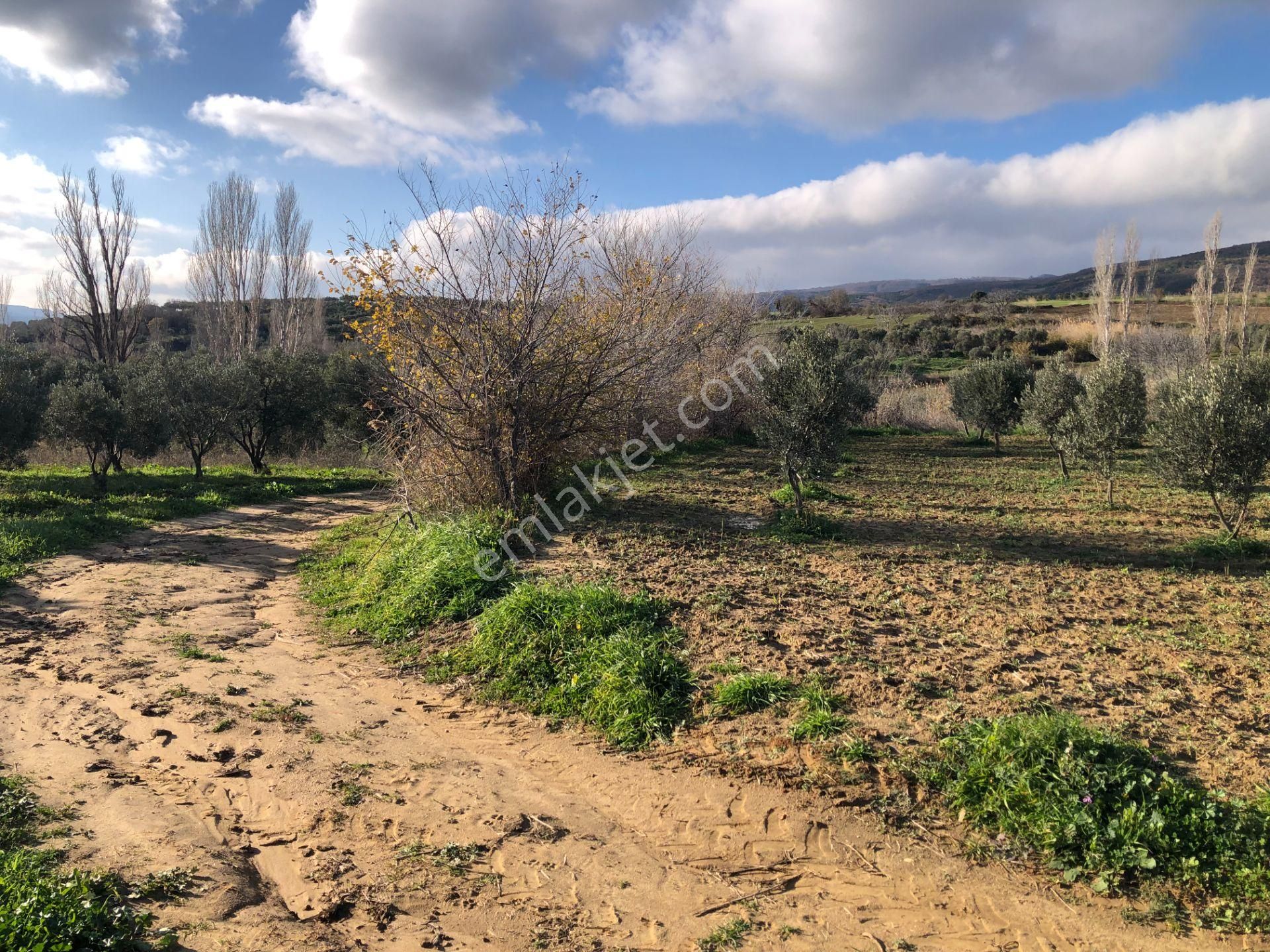 Şarköyde Işık Emlakta Güzelköy Mah De 1475 M2 Zeytinlik - Görsel 17