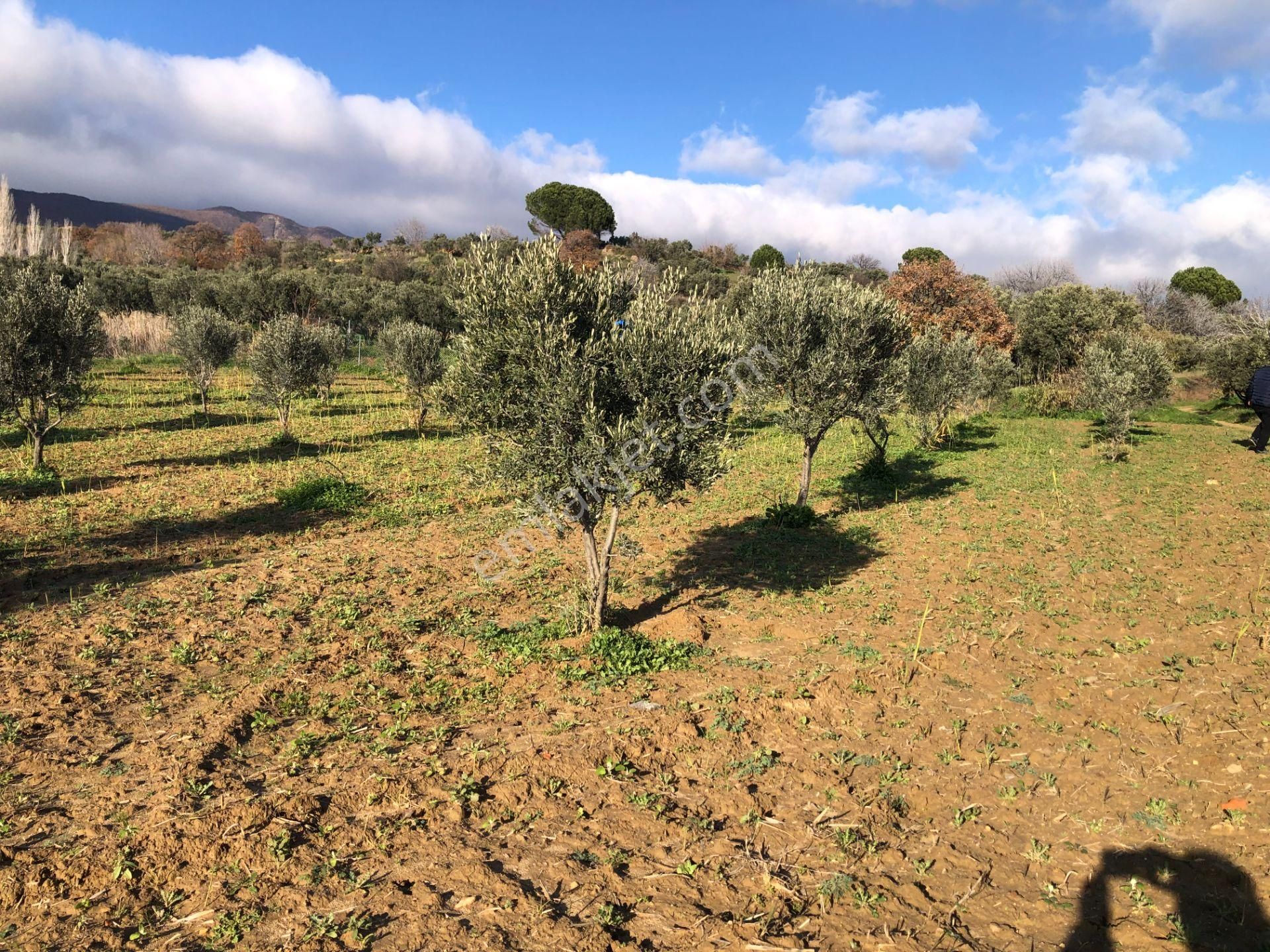 Şarköyde Işık Emlakta Güzelköy Mah De 1475 M2 Zeytinlik - Görsel 15