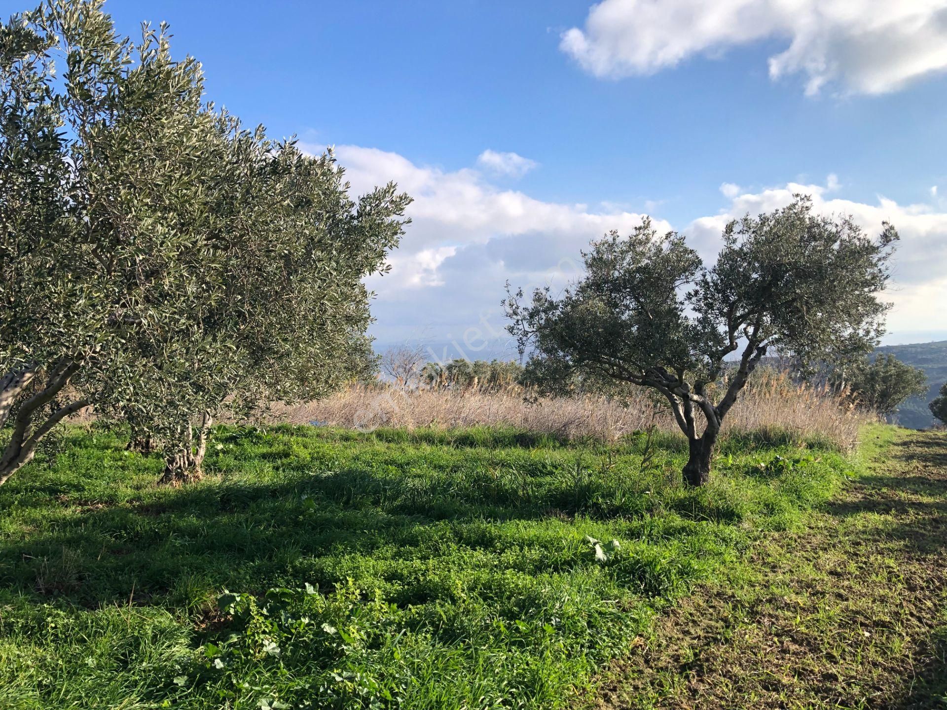 Şarköyde Işık Emlakta Güzelköy Mah De 1475 M2 Zeytinlik - Görsel 2