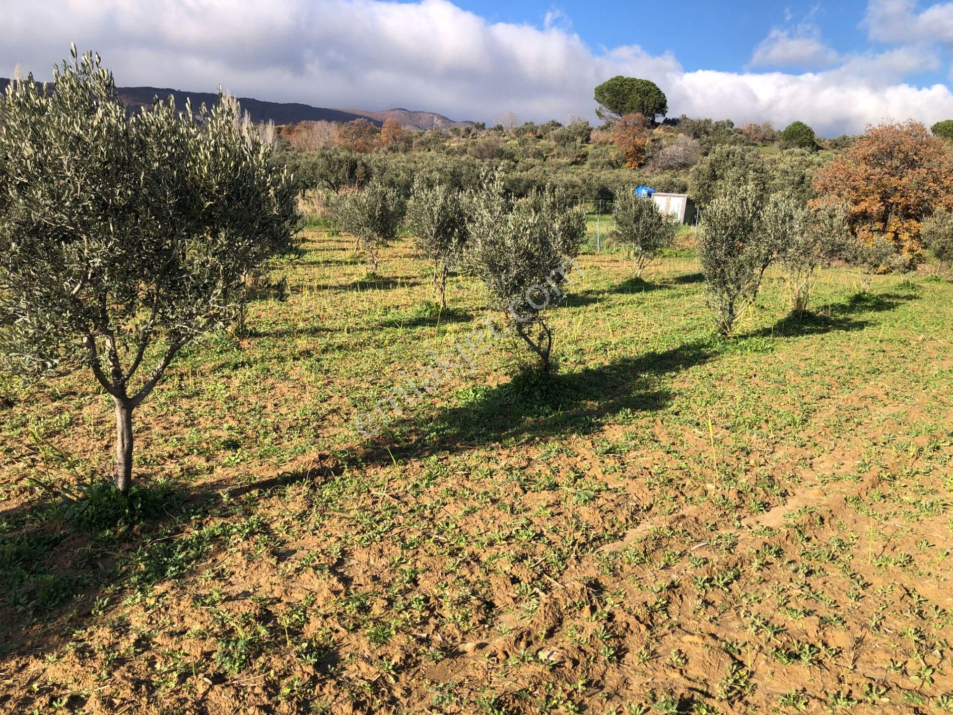 Şarköyde Işık Emlakta Güzelköy Mah De 1475 M2 Zeytinlik - Görsel 6