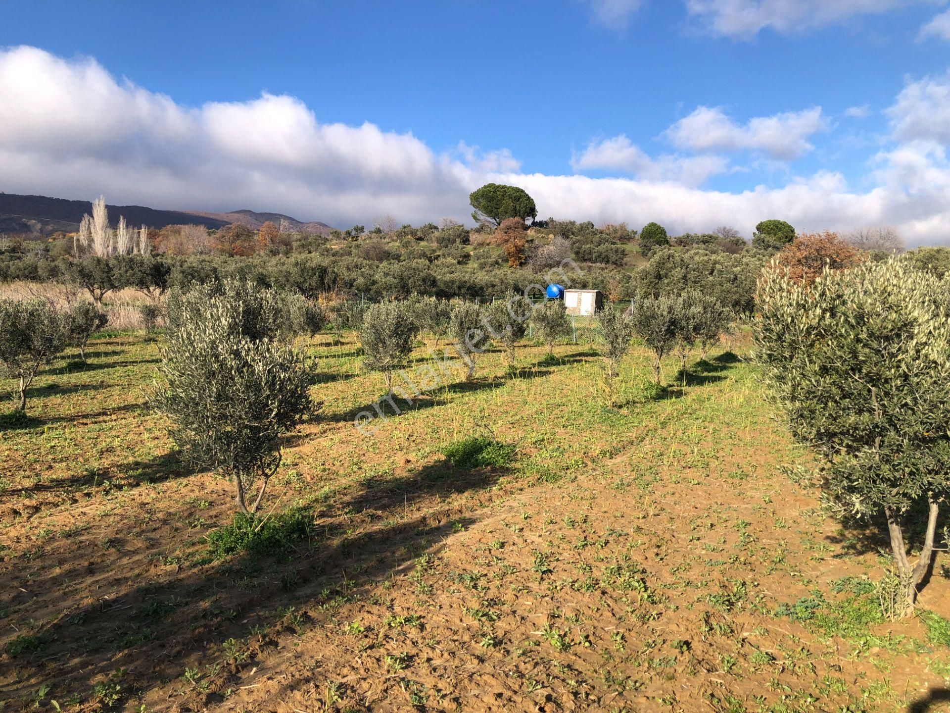 Şarköyde Işık Emlakta Güzelköy Mah De 1475 M2 Zeytinlik - Görsel 11