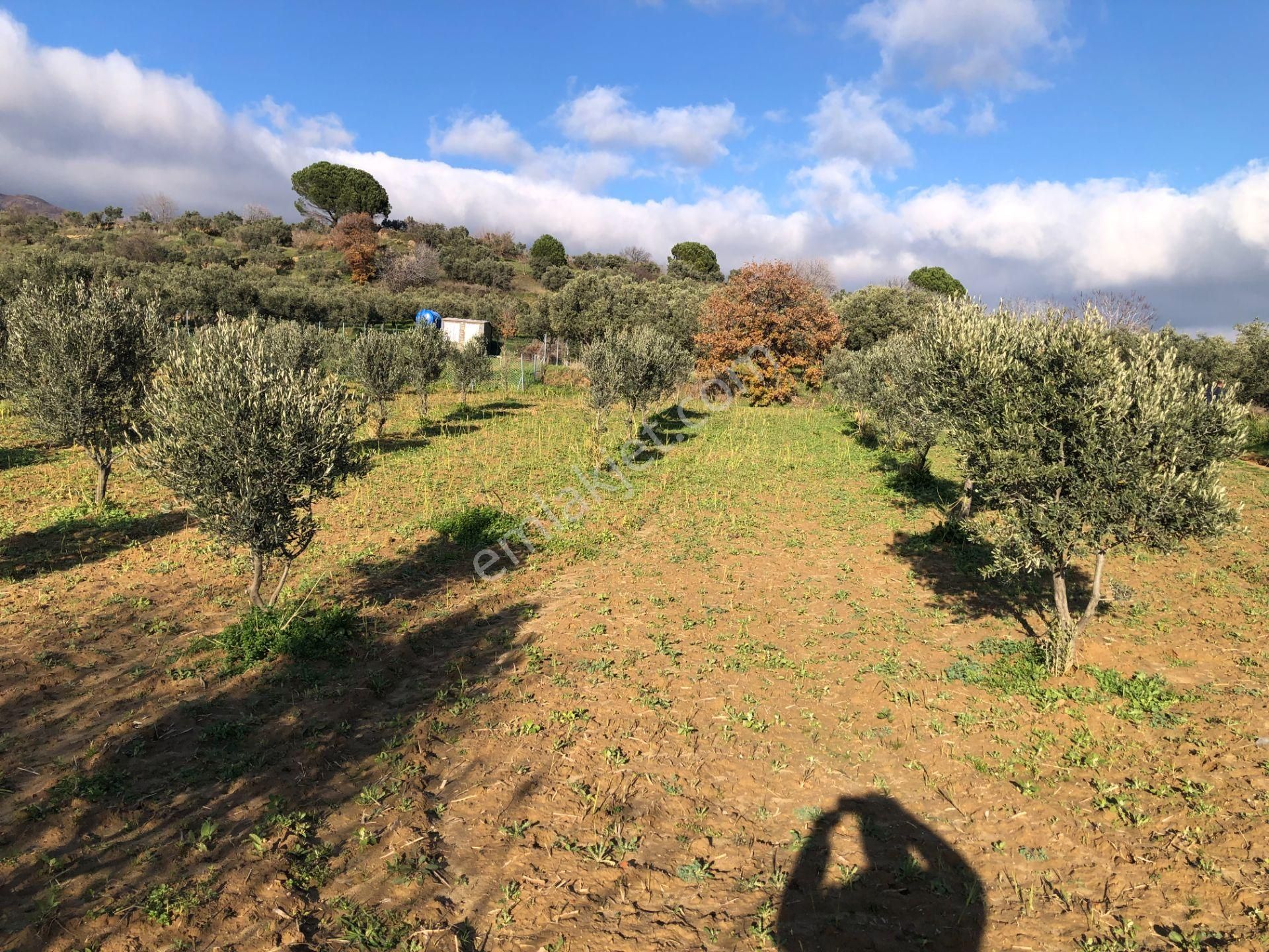 Şarköyde Işık Emlakta Güzelköy Mah De 1475 M2 Zeytinlik - Görsel 4