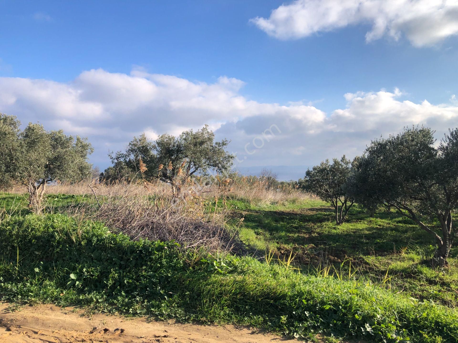 Şarköyde Işık Emlakta Güzelköy Mah De 1475 M2 Zeytinlik - Görsel 10