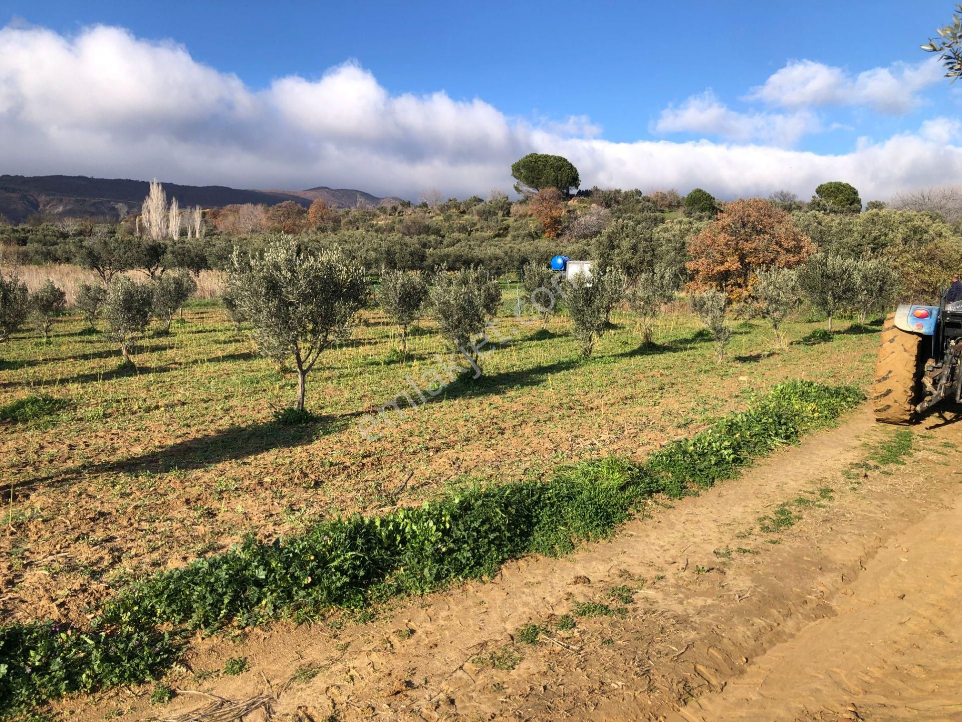 Şarköyde Işık Emlakta Güzelköy Mah De 1475 M2 Zeytinlik - Görsel 9
