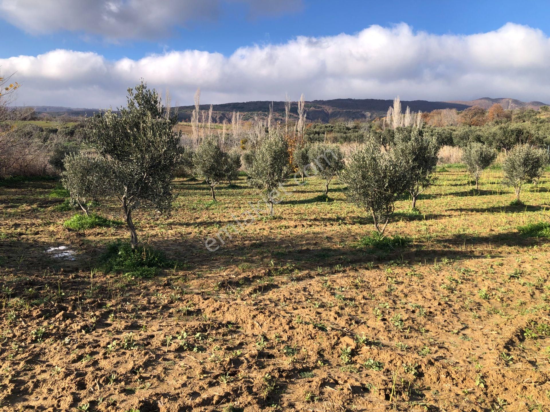 Şarköyde Işık Emlakta Güzelköy Mah De 1475 M2 Zeytinlik - Görsel 12