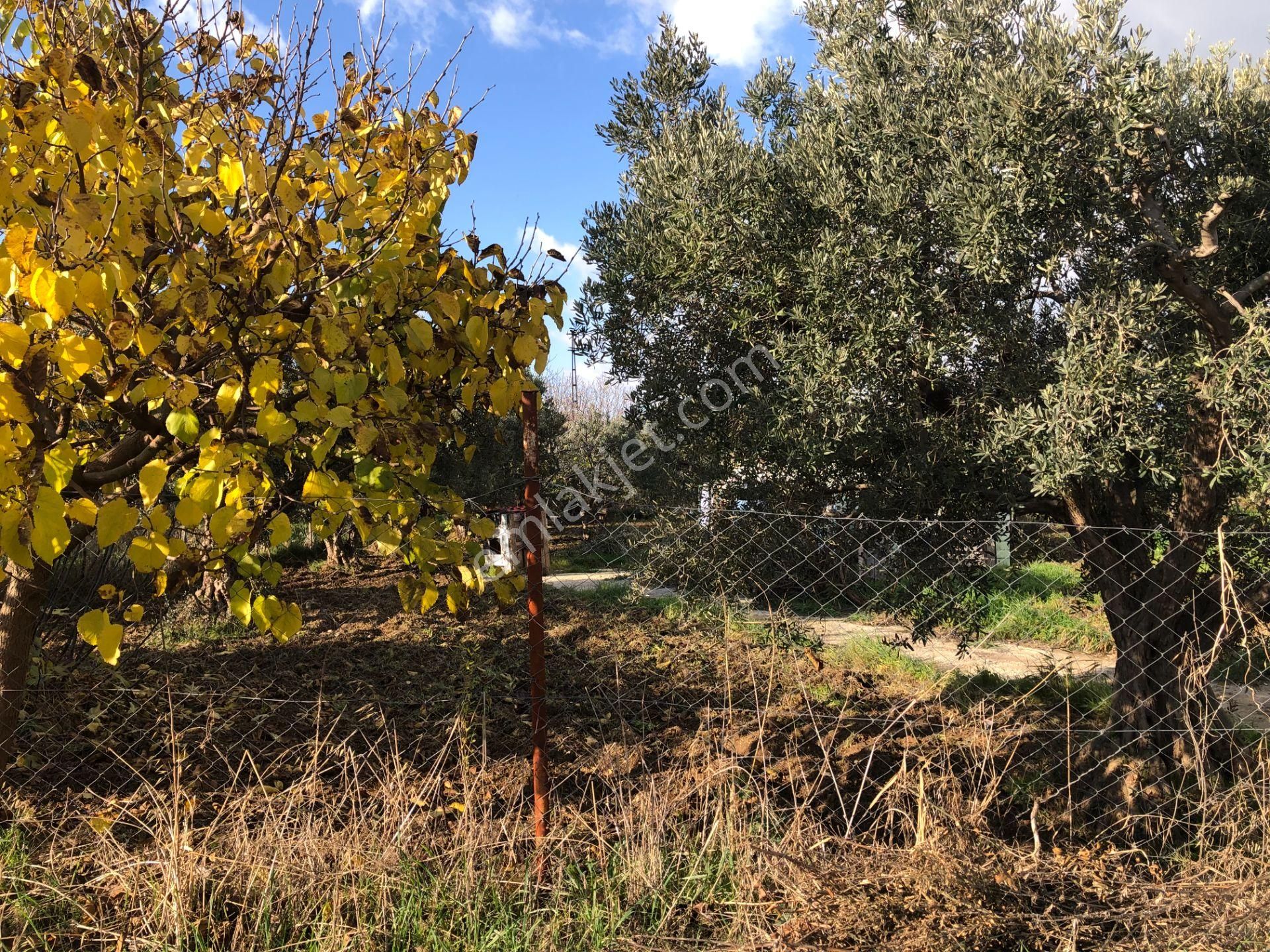 Şarköy De Işık Emlaktan İstiklal Mah De 1051 M2 0/10 İmarlı Arsa - Görsel 5