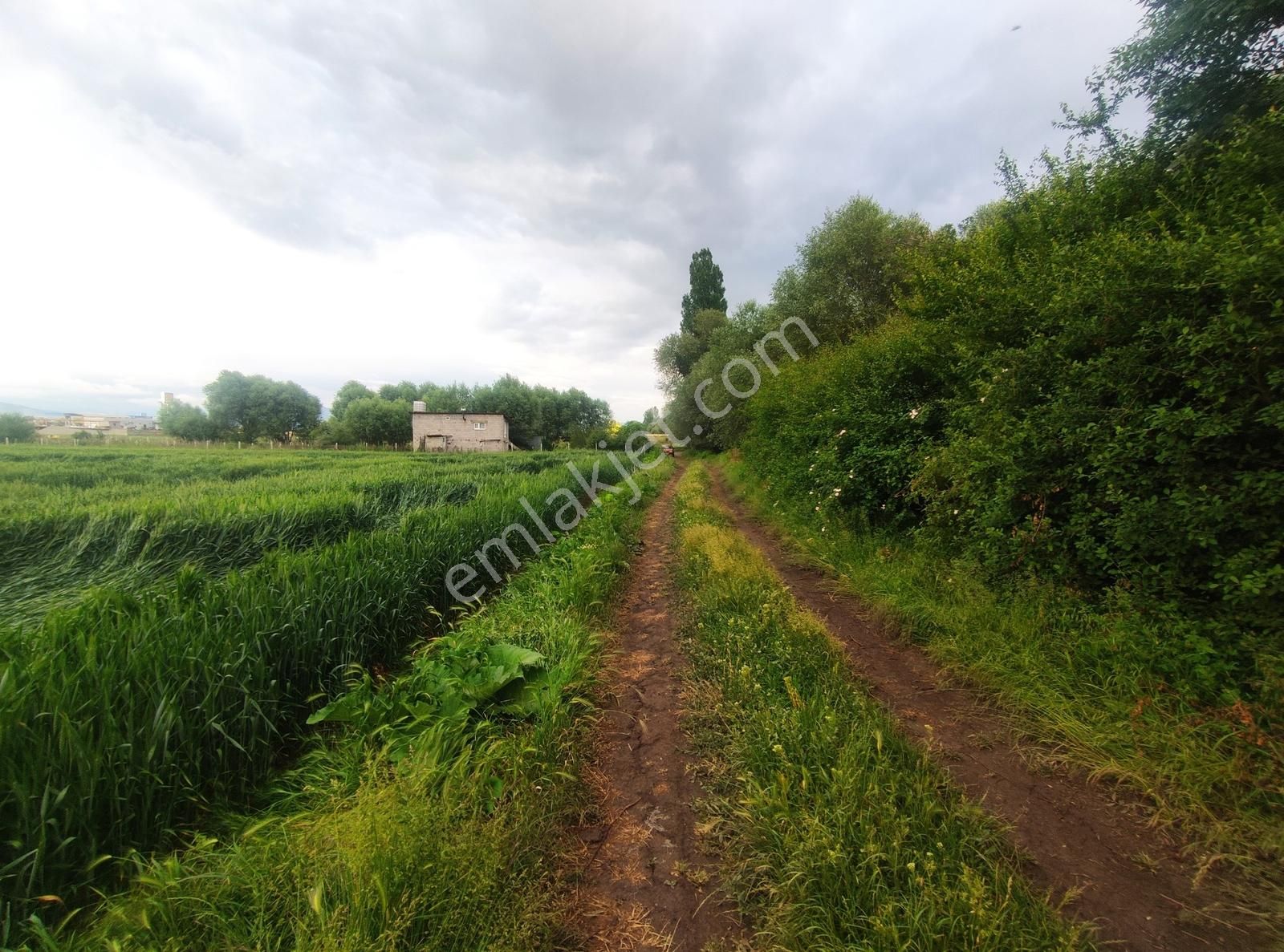 Özpınar ,dan Taşağıl Mah. Satılık Tarla 1657 M2 Yolu ,suyu Var. - Görsel 2