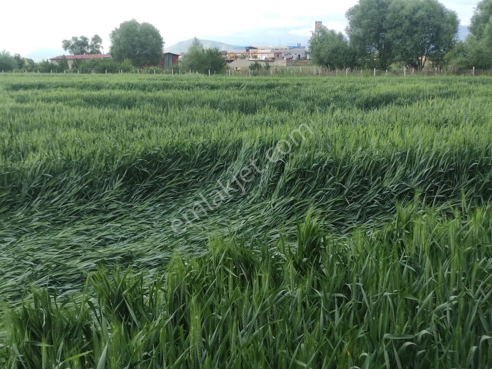 Özpınar ,dan Taşağıl Mah. Satılık Tarla 1657 M2 Yolu ,suyu Var. - Görsel 35