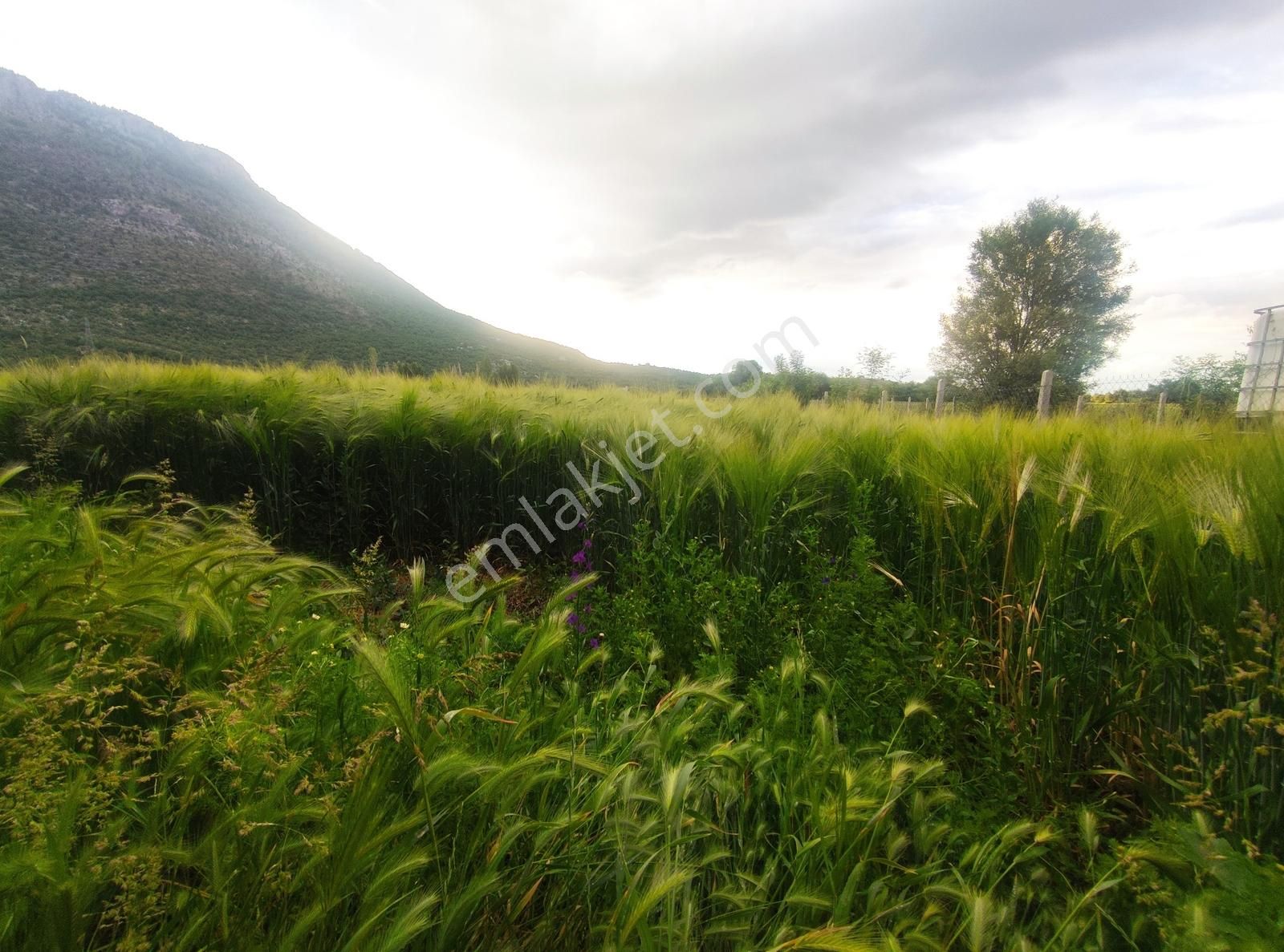 Özpınar ,dan Taşağıl Mah. Satılık Tarla 1657 M2 Yolu ,suyu Var. - Görsel 9