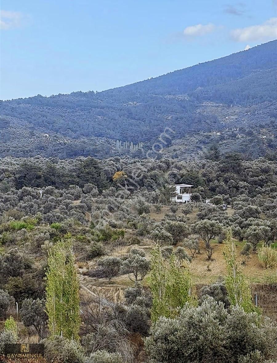 Kemalpaşa Aşağı Kızılca Mahallesinde Satılık Zeytinli Tarla - Görsel 4