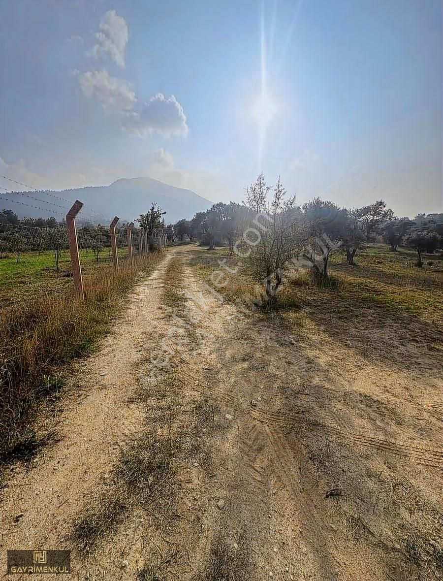 Kemalpaşa Aşağı Kızılca Mahallesinde Satılık Zeytinli Tarla