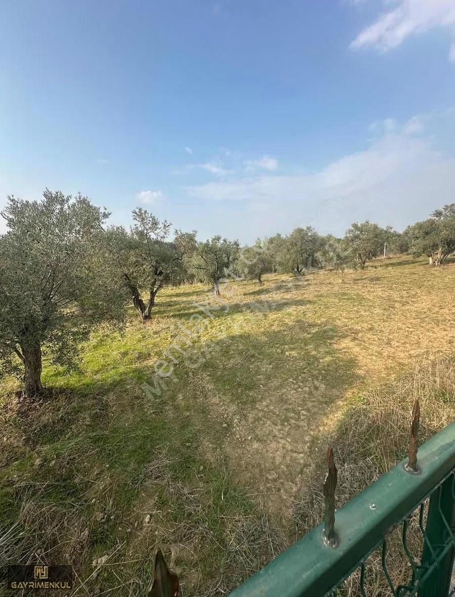 Kemalpaşa Aşağı Kızılca Mahallesinde Satılık Zeytinli Tarla - Görsel 15