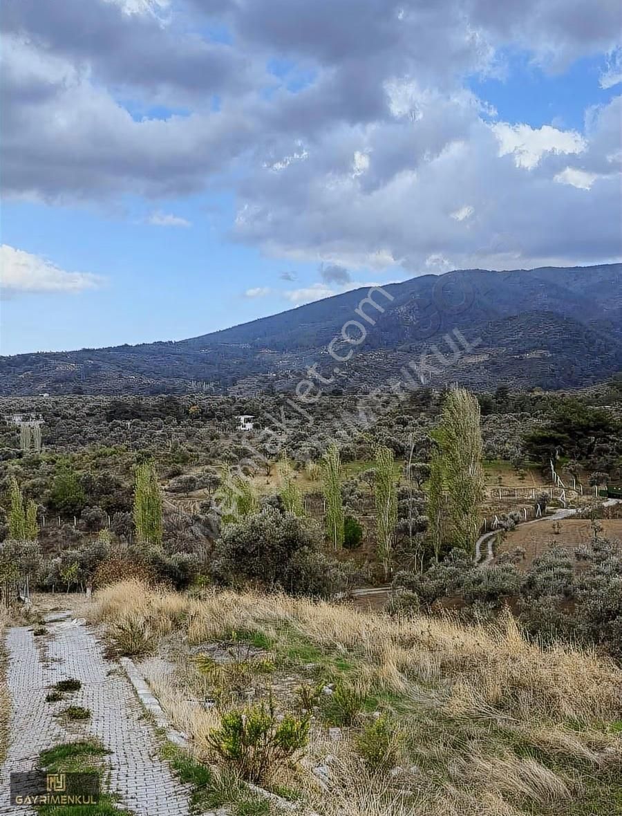 Kemalpaşa Aşağı Kızılca Mahallesinde Satılık Zeytinli Tarla - Görsel 13