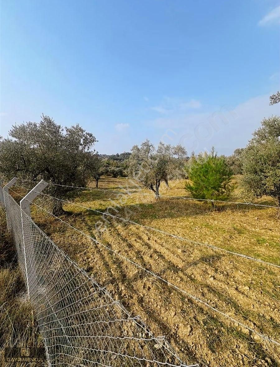 Kemalpaşa Aşağı Kızılca Mahallesinde Satılık Zeytinli Tarla - Görsel 12