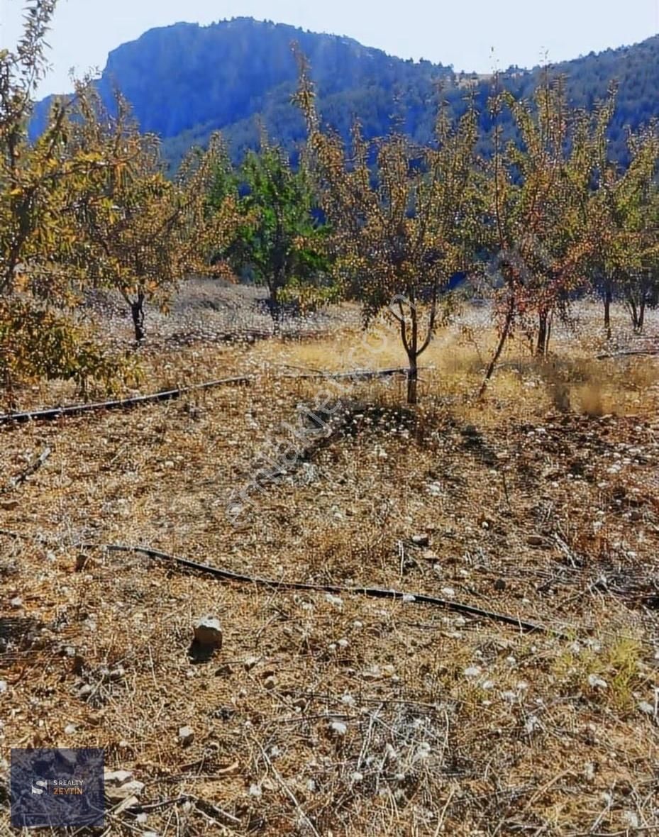 !3 Gün Geçerli Fiyat!! Bostanözünde Etrafı Çevrili Badem Bahçesi