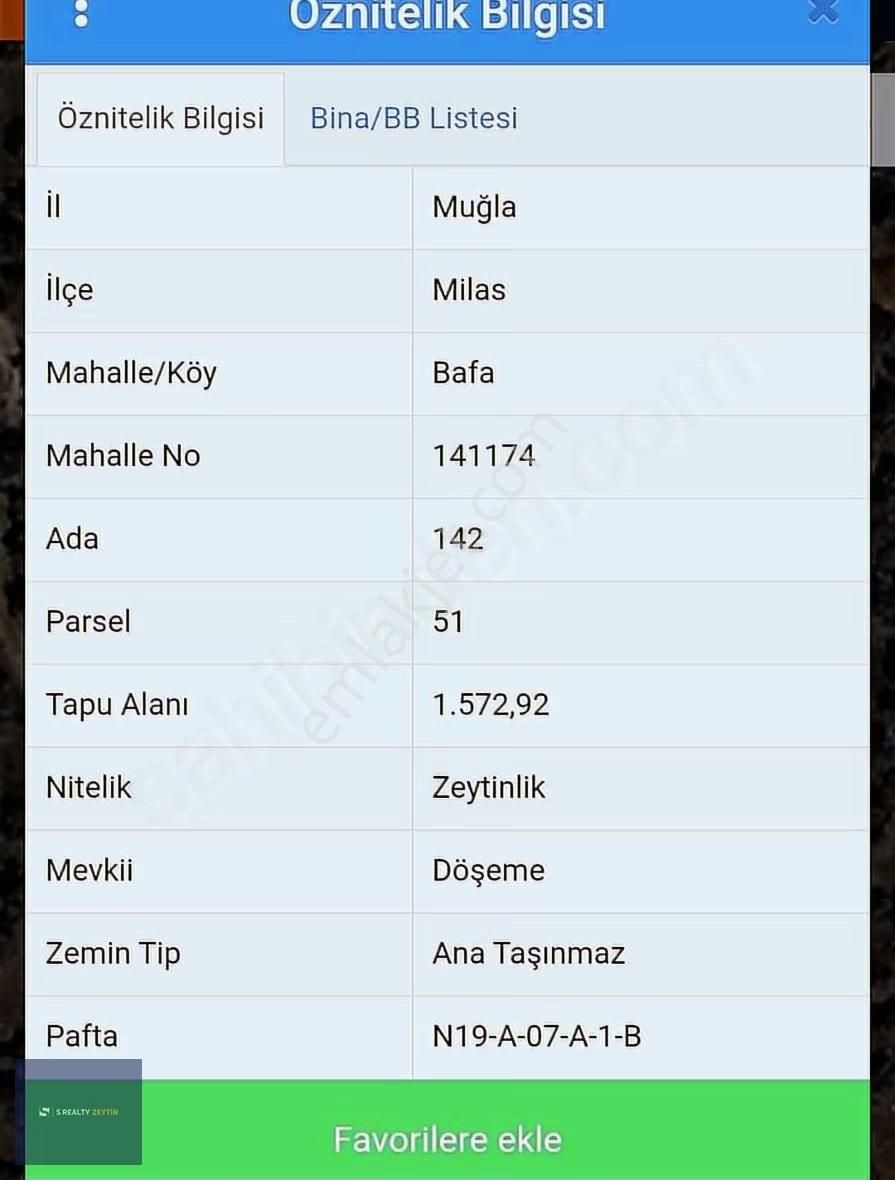 Milas Bafa'da Zeytinlik - Görsel 3