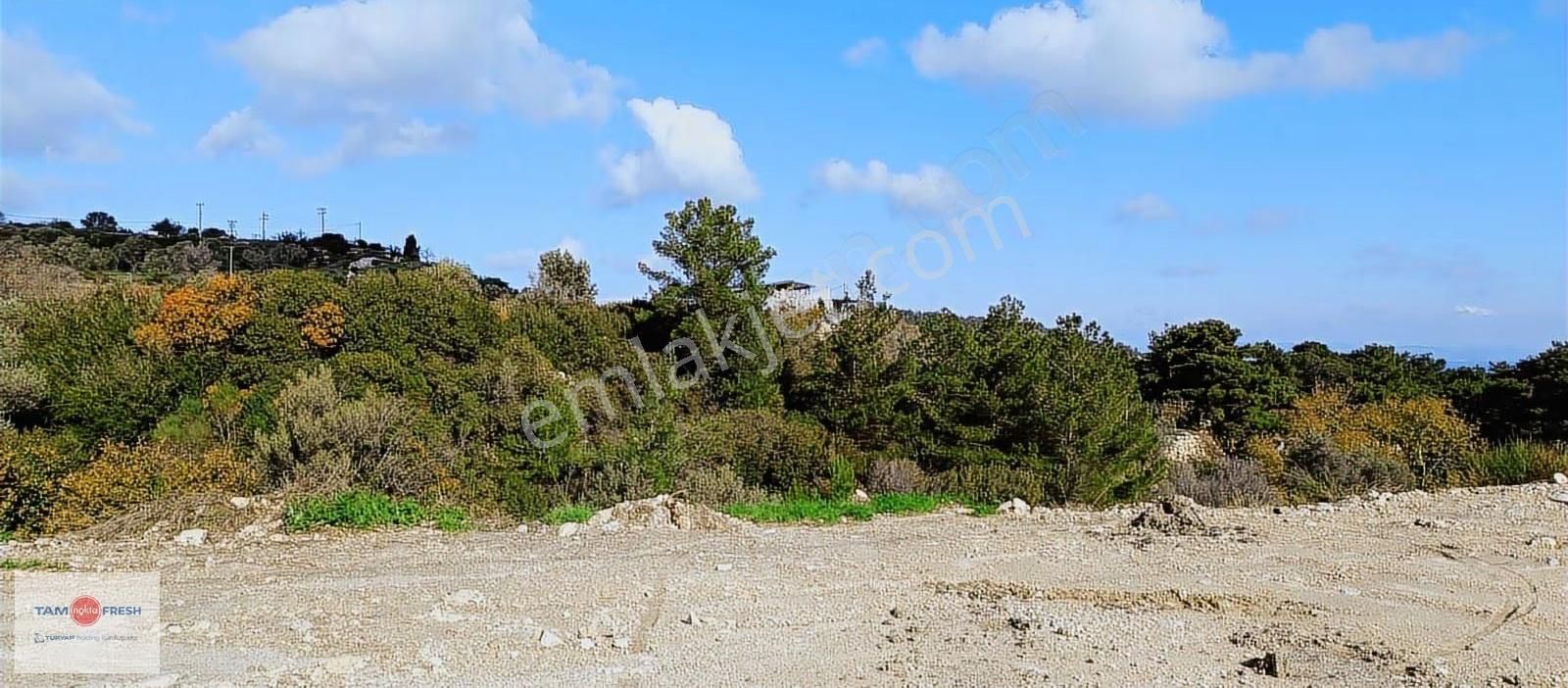 Asfalt Yola 65 Metre Cepheli, Deniz Gören, Zeytin Ağaçlı Tarla - Görsel 16