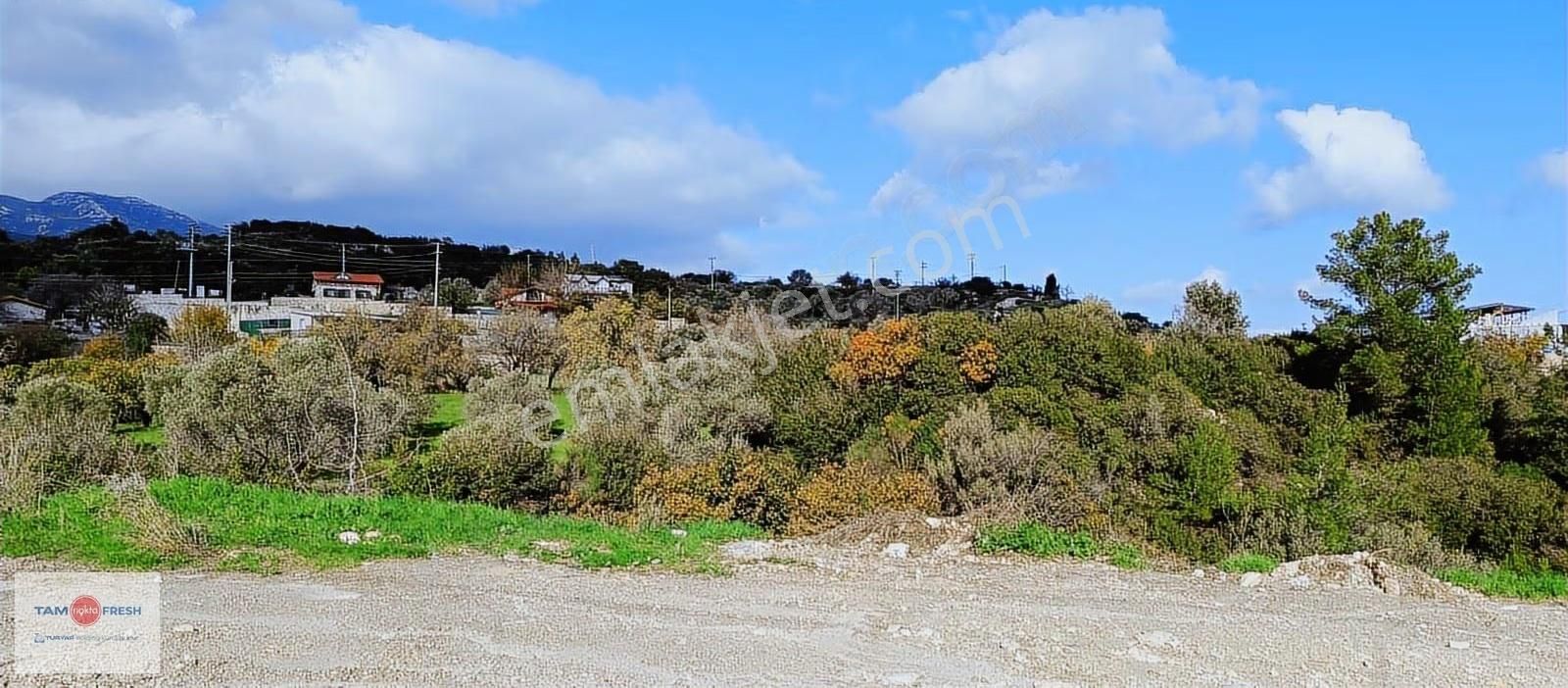 Asfalt Yola 65 Metre Cepheli, Deniz Gören, Zeytin Ağaçlı Tarla - Görsel 11