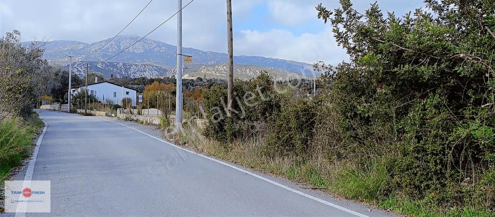 Asfalt Yola 65 Metre Cepheli, Deniz Gören, Zeytin Ağaçlı Tarla - Görsel 2